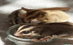Sugar Glider rodents for sale: 3 sugar gliders and full set up - Advert 8