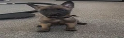 Belgian Shepherd Dog dogs for sale: Beautiful Belgian malinois pups  - Advert 10