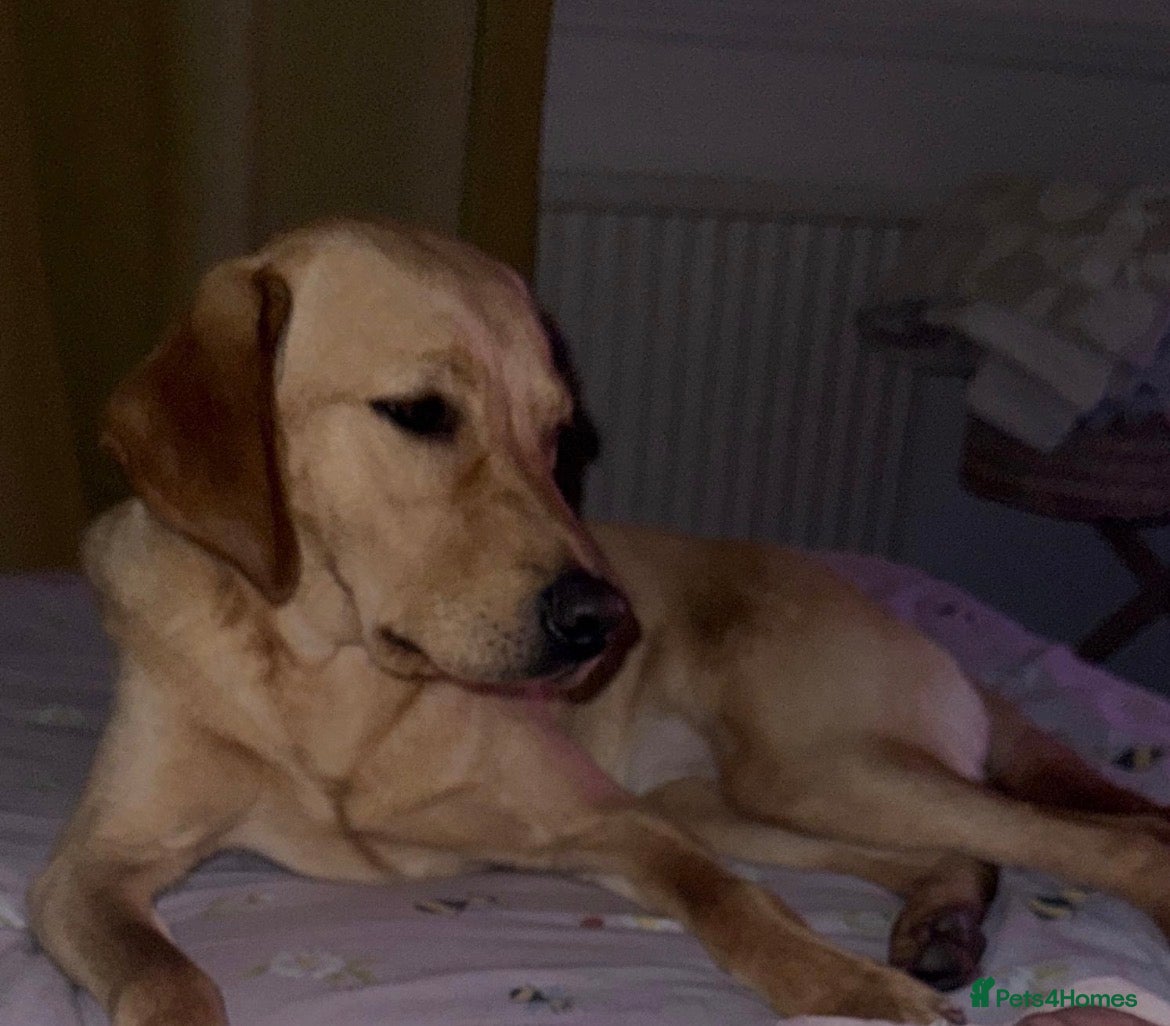 Labrador Retriever dogs Fox Red Labrador  - Advert 1