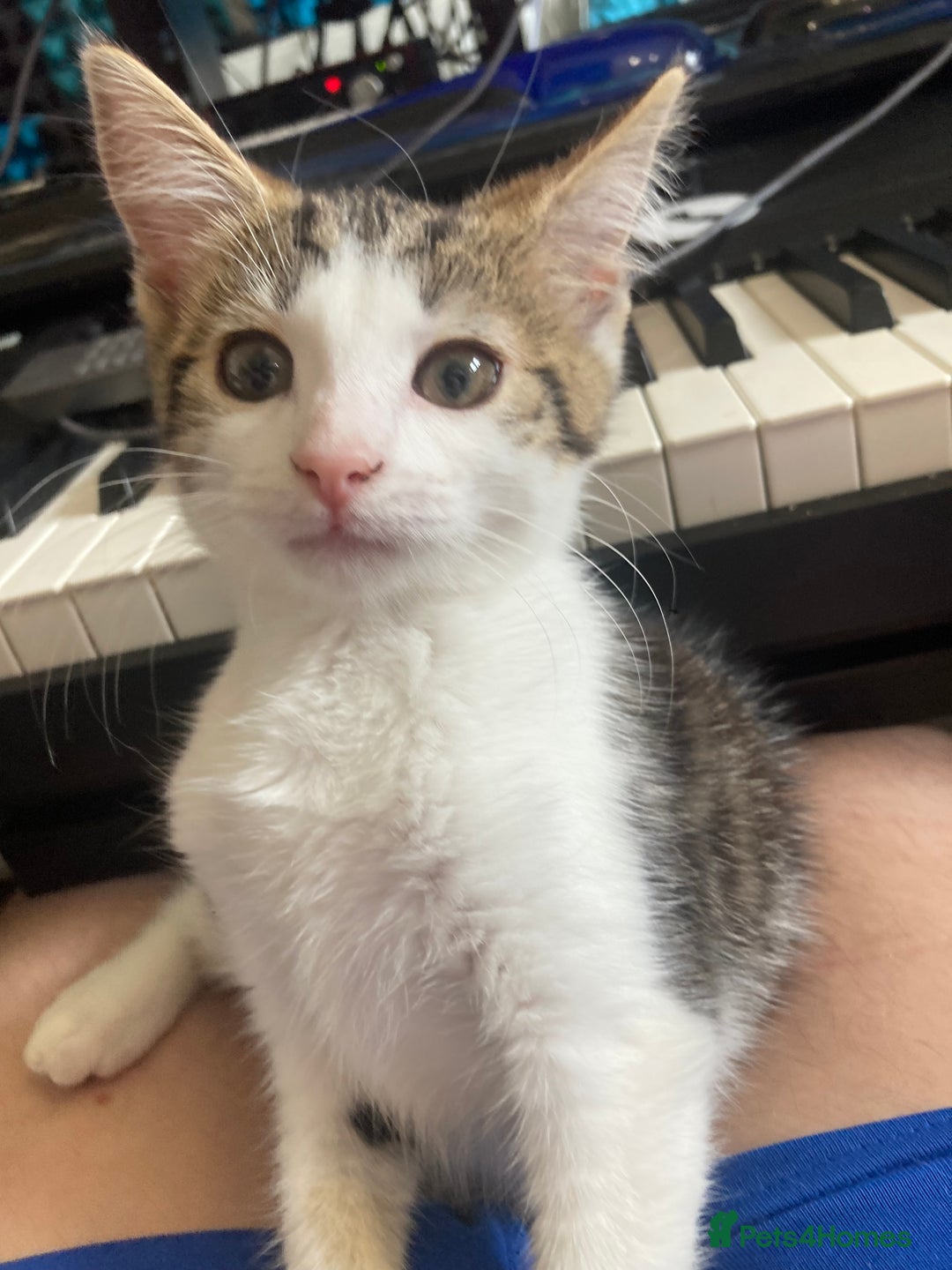 European cats for sale: 2 Adorable Kittens ready for their forever homes  - Image 6