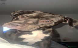American Bulldog dogs for sale: Broxi - Image 2