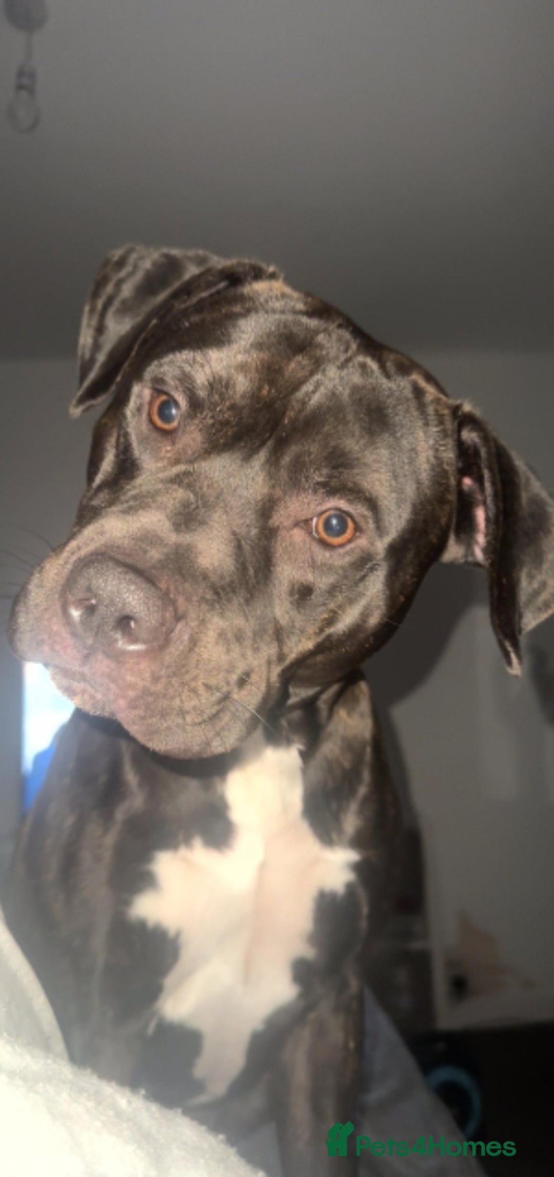 American Bulldog dogs for sale: Broxi - Image 2