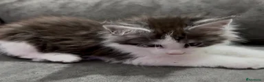 Maine Coon Kitten 1