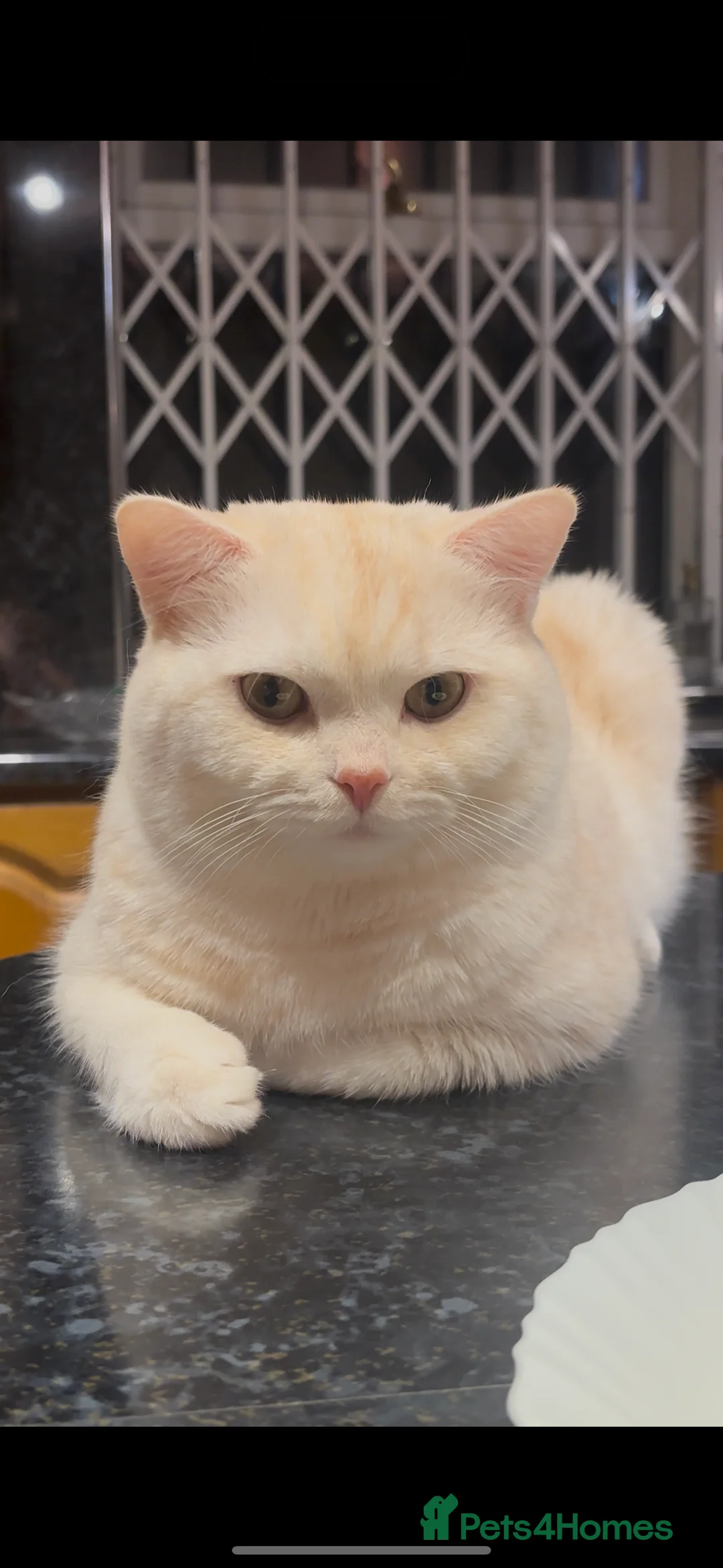 British Shorthair cats for sale: BRITISH SHORTHAIR MALE - Advert 5