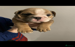 English Bulldog dogs for sale: DWKC STUNNING ENGLISH BULLDOGS. - Image 14