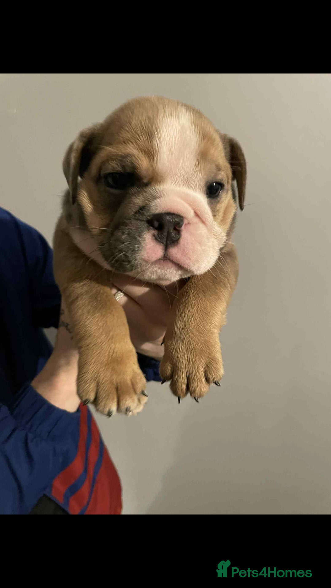 English Bulldog dogs for sale: DWKC STUNNING ENGLISH BULLDOGS. - Image 14