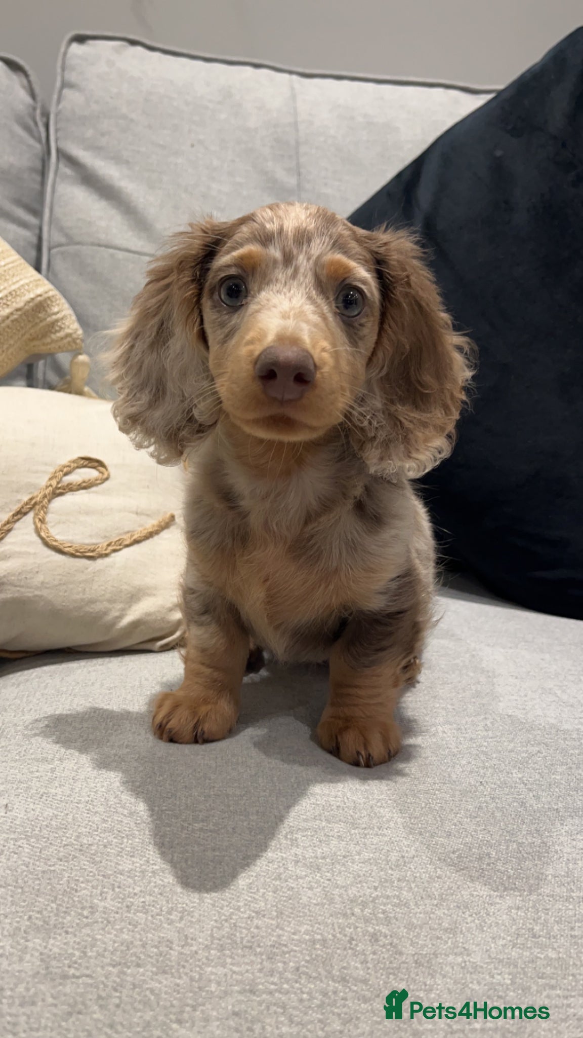 Miniature Dachshund dogs for stud: Dobby £0 - Advert 7