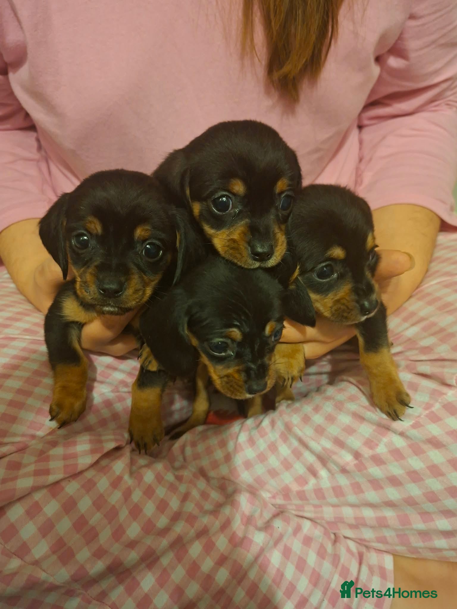 Mixed Breed dogs Beautiful dashaliers  - Advert 1