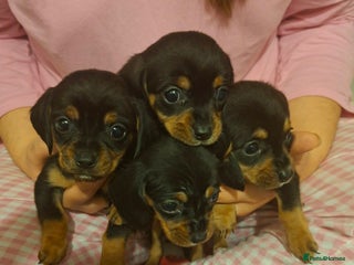 Mixed Breed dogs Beautiful dashaliers - Advert 1