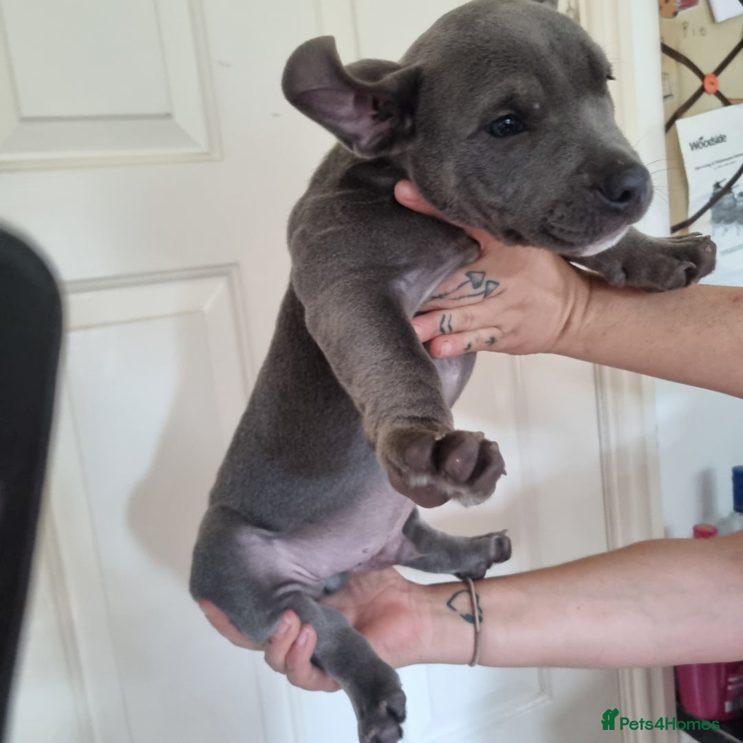 American Bully dogs for sale: David  - Image 29
