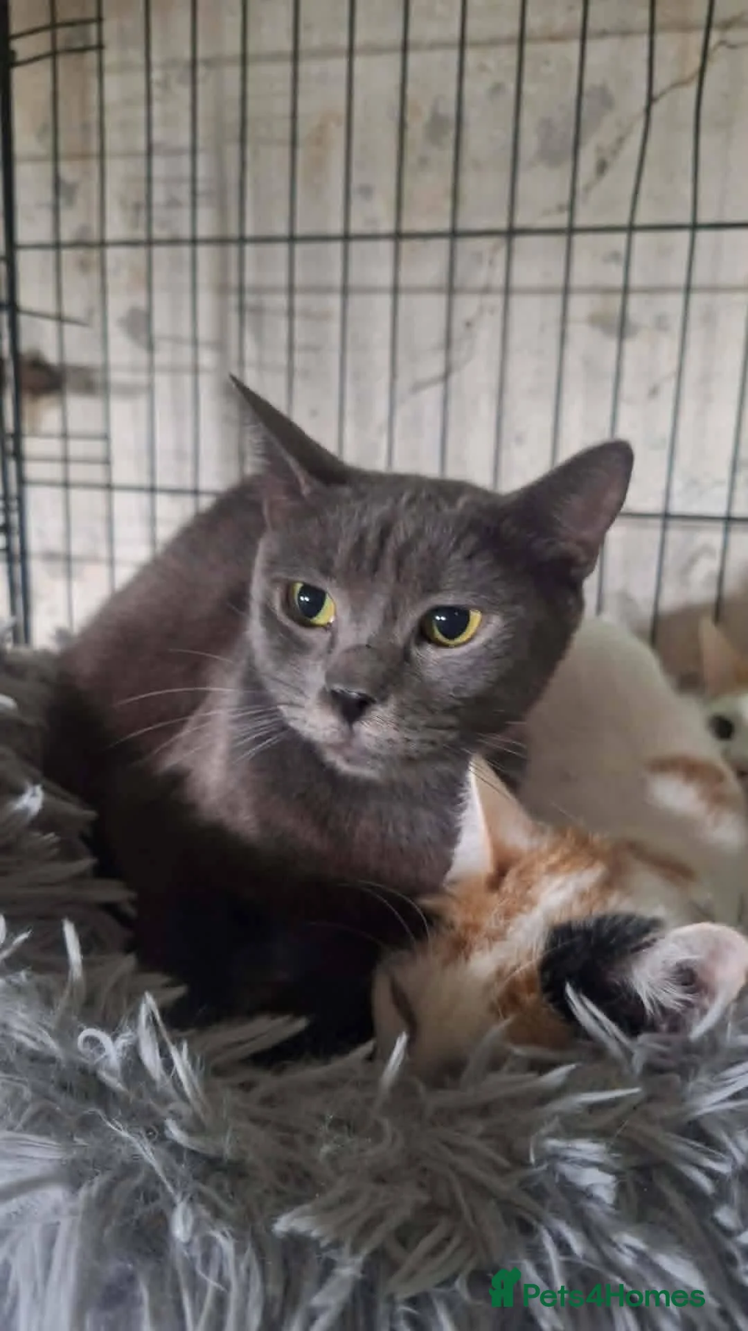 Mixed Breed cats for adoption: Sheba for adoption - Advert 2