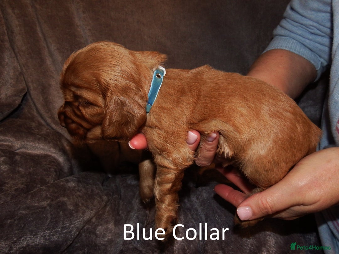 Cocker Spaniel dogs for sale: Golden KC Registered English Show Cocker Spaniels - Advert 7