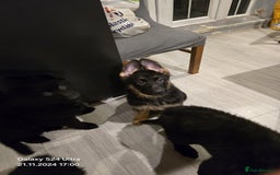 German Shepherd dogs for sale: Freyr - Image 13