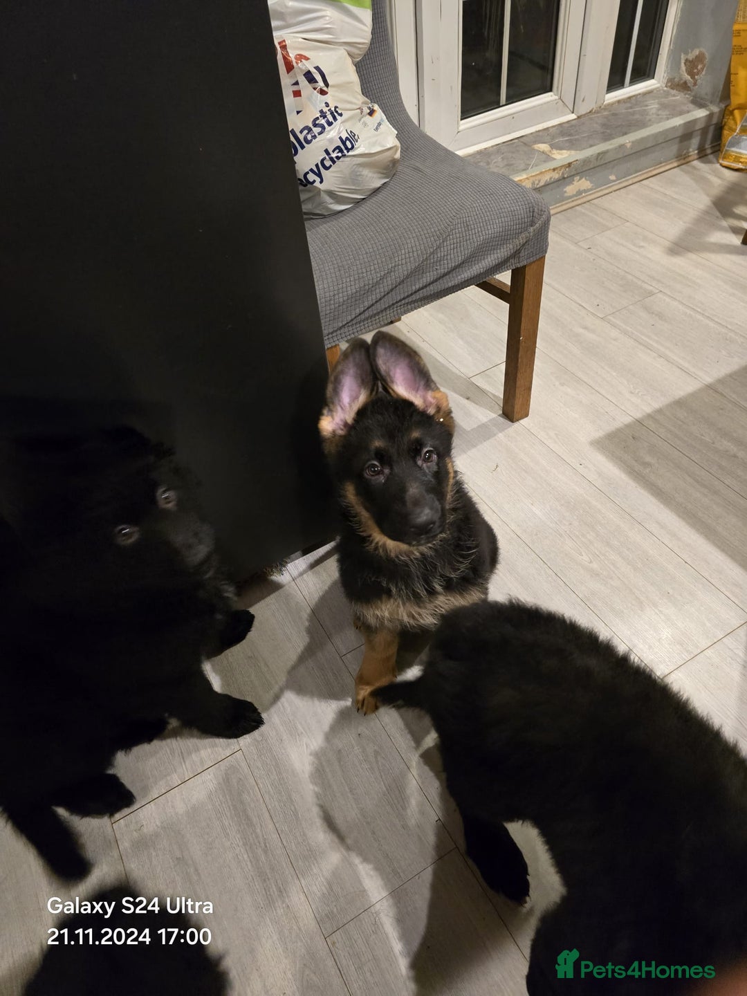 German Shepherd dogs for sale: Freyr - Image 13