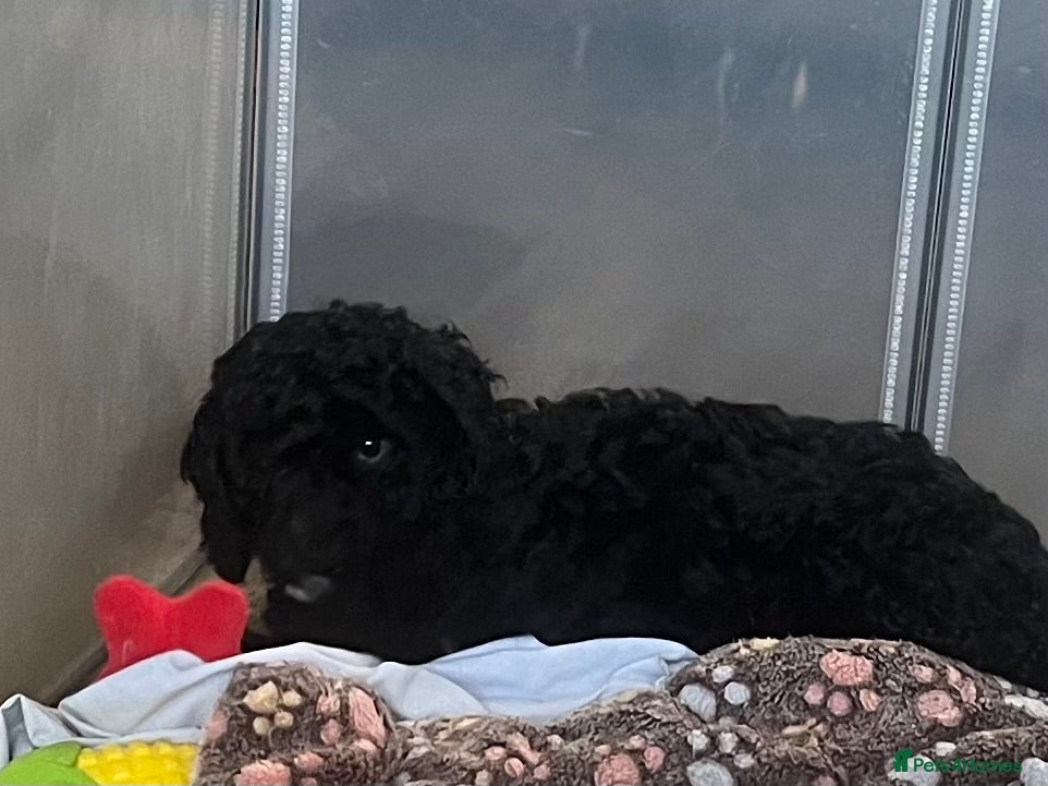 Cockapoo dogs 1 curly fluffy cockapoo boy left  - Advert 10