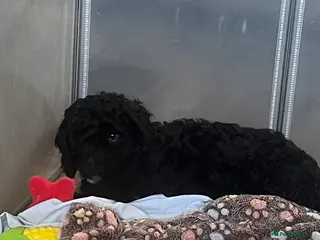 Cockapoo dogs 1 curly fluffy cockapoo boy left - Advert 10