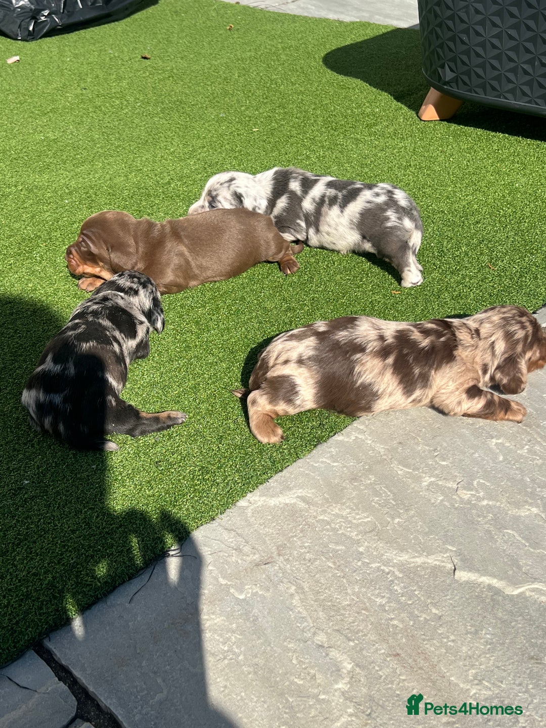 Dachshund dogs for sale: Dachshund puppies for sale  - Image 7