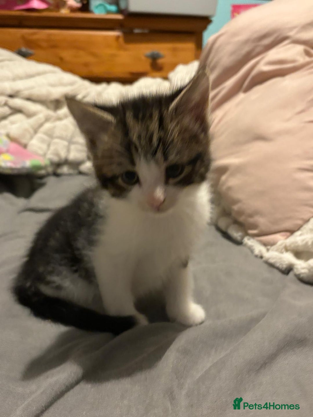 Mixed Breed cats for sale: Kittens  - Advert 4