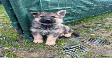 German Shepherd dogs Chunky GSD puppies from health tested parents  - Advert 2