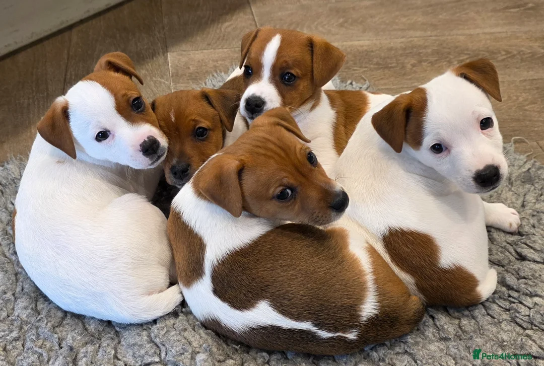Jack Russell dogs for sale: Exquisite litter of Jack Russell Pups 🐾  - Advert 1