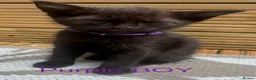Mixed Breed cats for sale: Mixed Maine coons  - Advert 40
