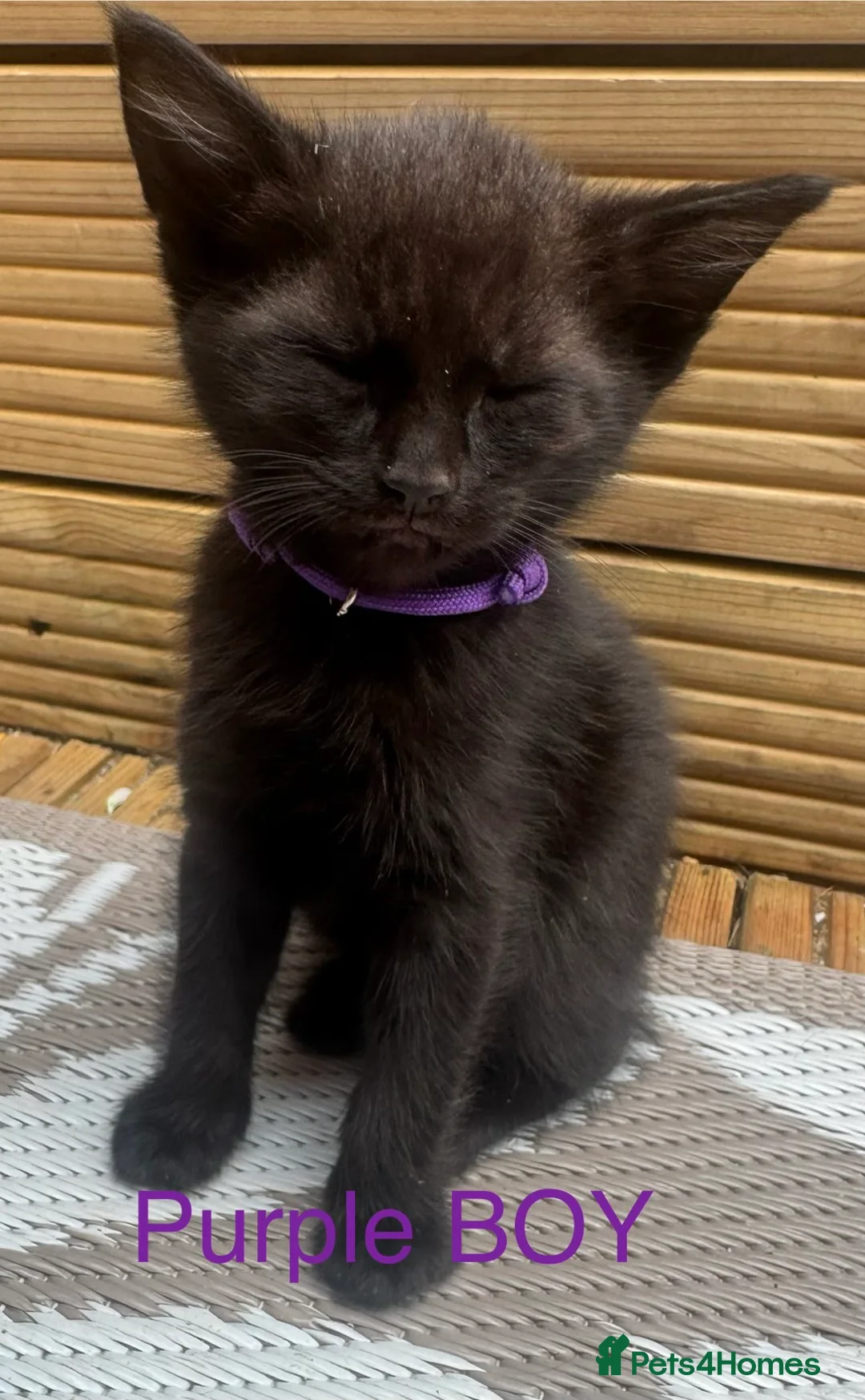 Mixed Breed cats for sale: Mixed Maine coons  - Advert 40