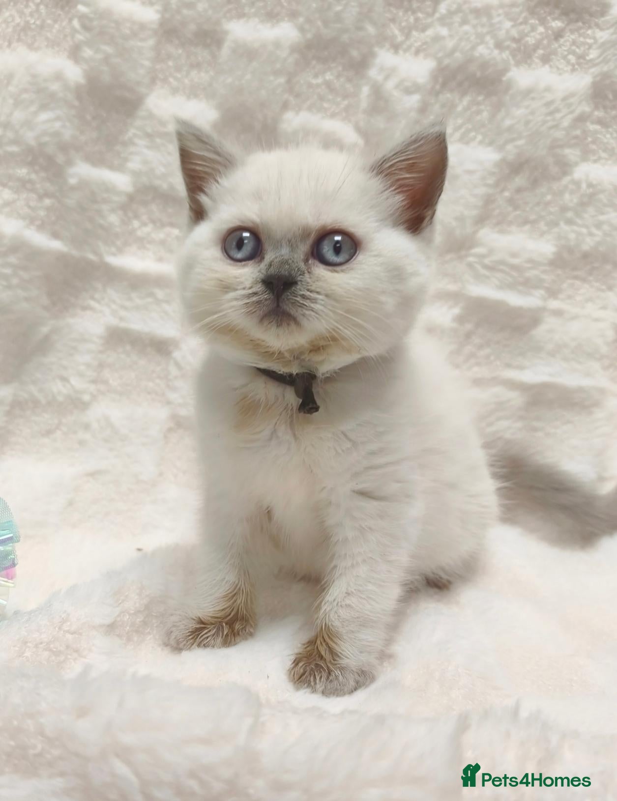 British Shorthair cats British shorthair and British longhair - Advert 1