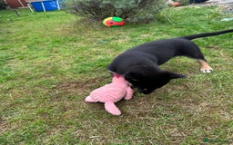 Mixed Breed dogs for sale: ONLY 2 GIRLS LEFT! | 10 Beautiful Rottsky Puppies. - Image 2