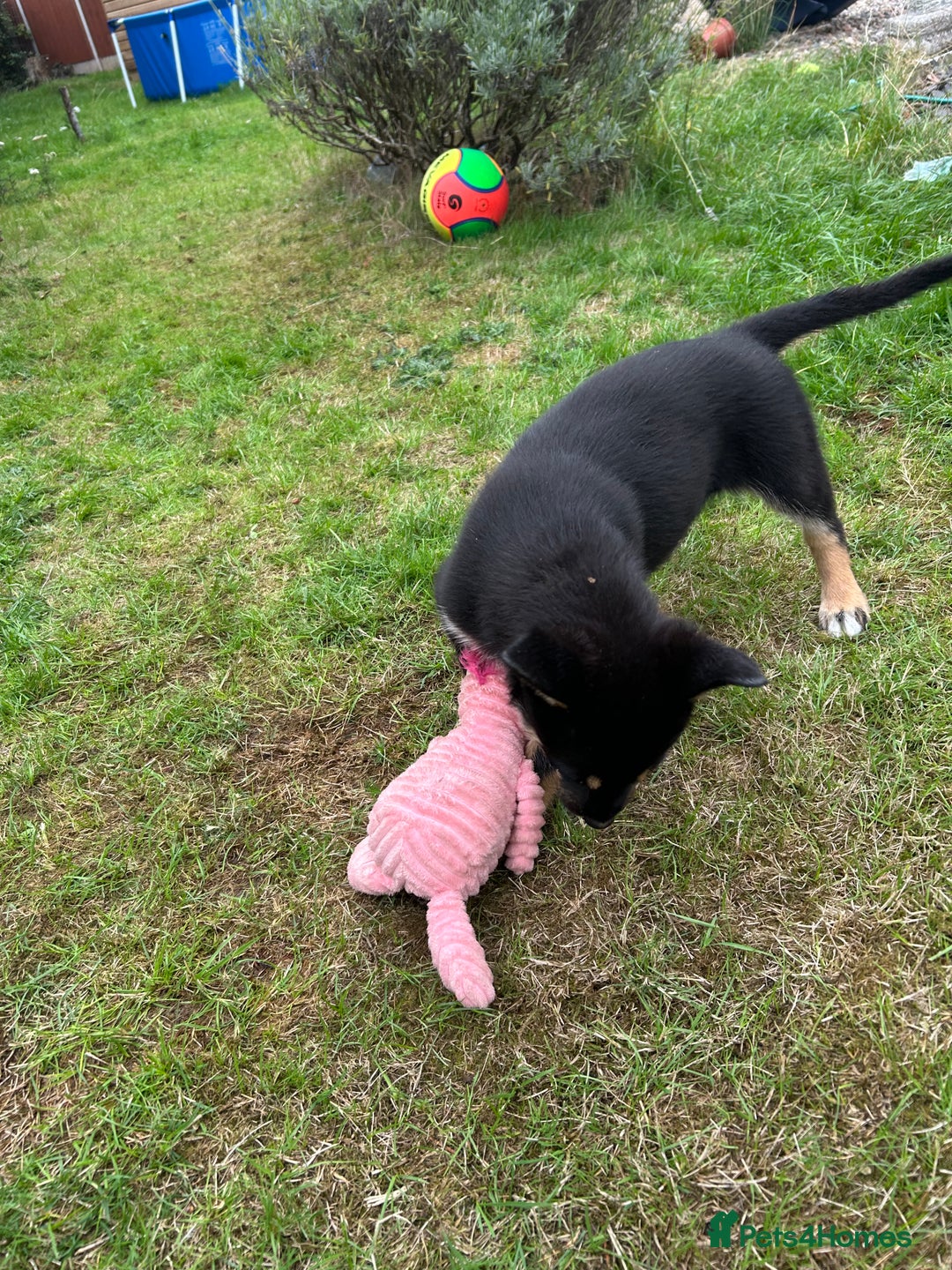 Mixed Breed dogs for sale: ONLY 2 GIRLS LEFT! | 10 Beautiful Rottsky Puppies. - Image 2