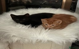 Maine Coon cats for sale: Beautiful mixed breed kittens  - Image 2