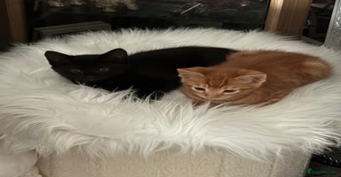 Maine Coon cats - Advert 3