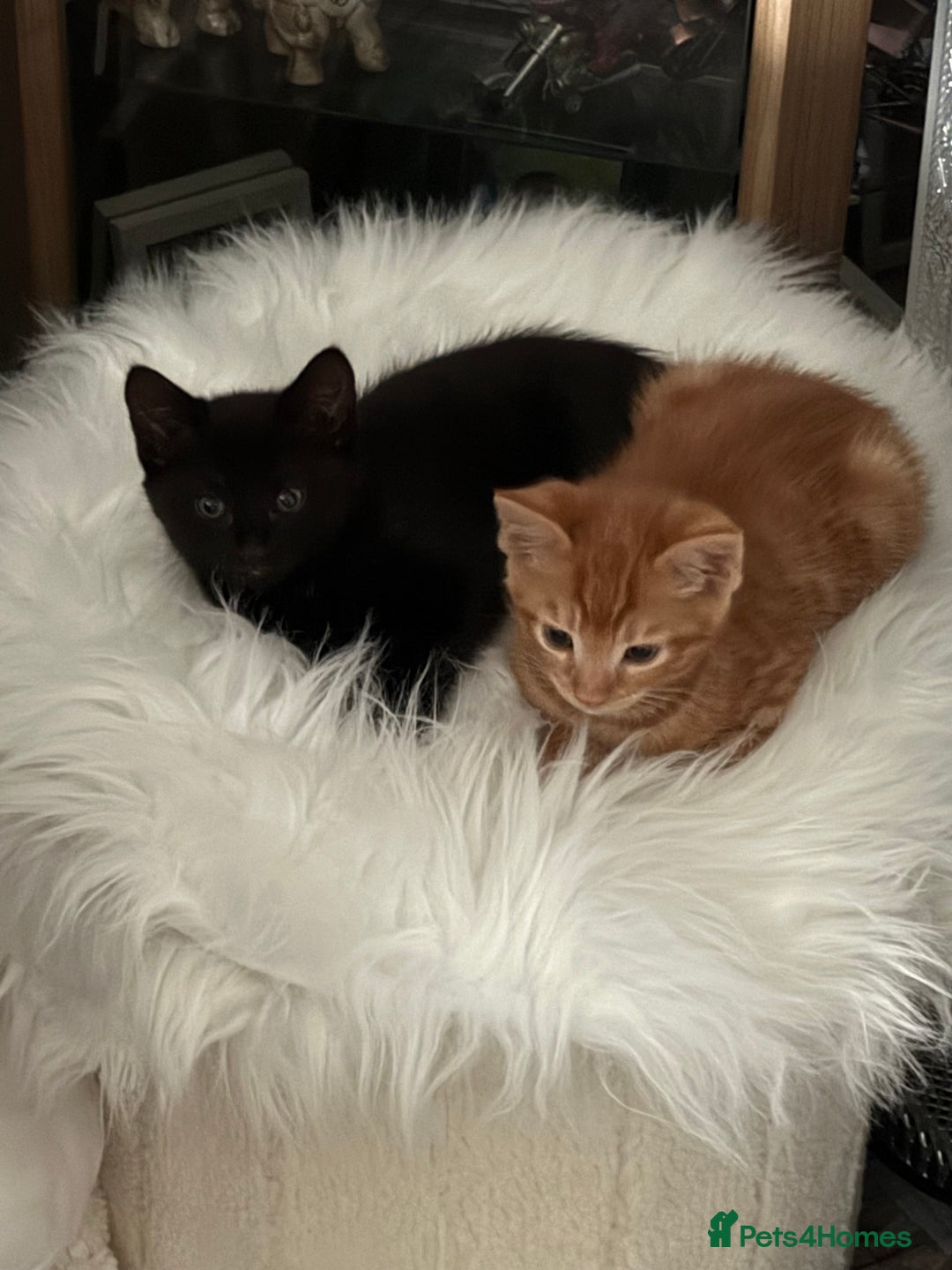 Maine Coon cats for sale: Beautiful mixed breed kittens  - Image 2