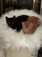 Maine Coon cats - Advert 3