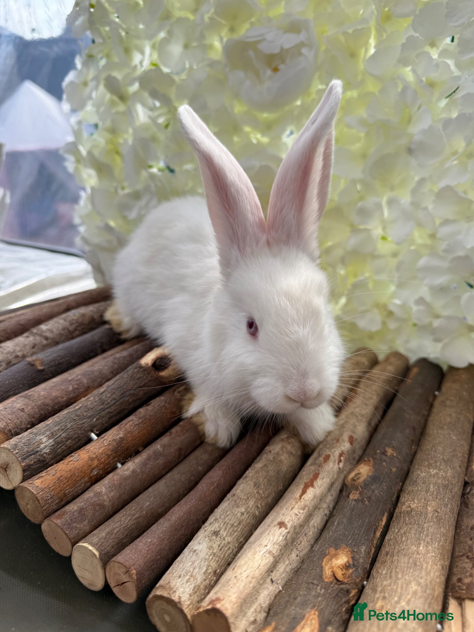 Continental Giant rabbits 1 Beautiful Continental Does left! 🩷  - Advert 2