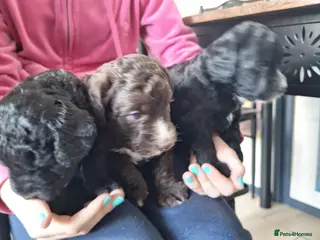 Cockapoo dogs Litter of three beautiful cockapoos. - Advert 2