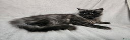 Maine Coon cats for sale: Black Smoke Kittens - Advert 4