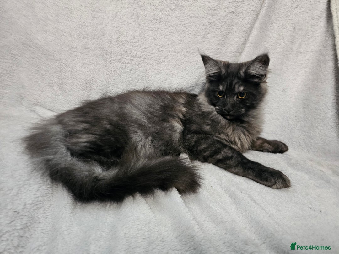 Maine Coon cats for sale: Black Smoke Kittens - Advert 4