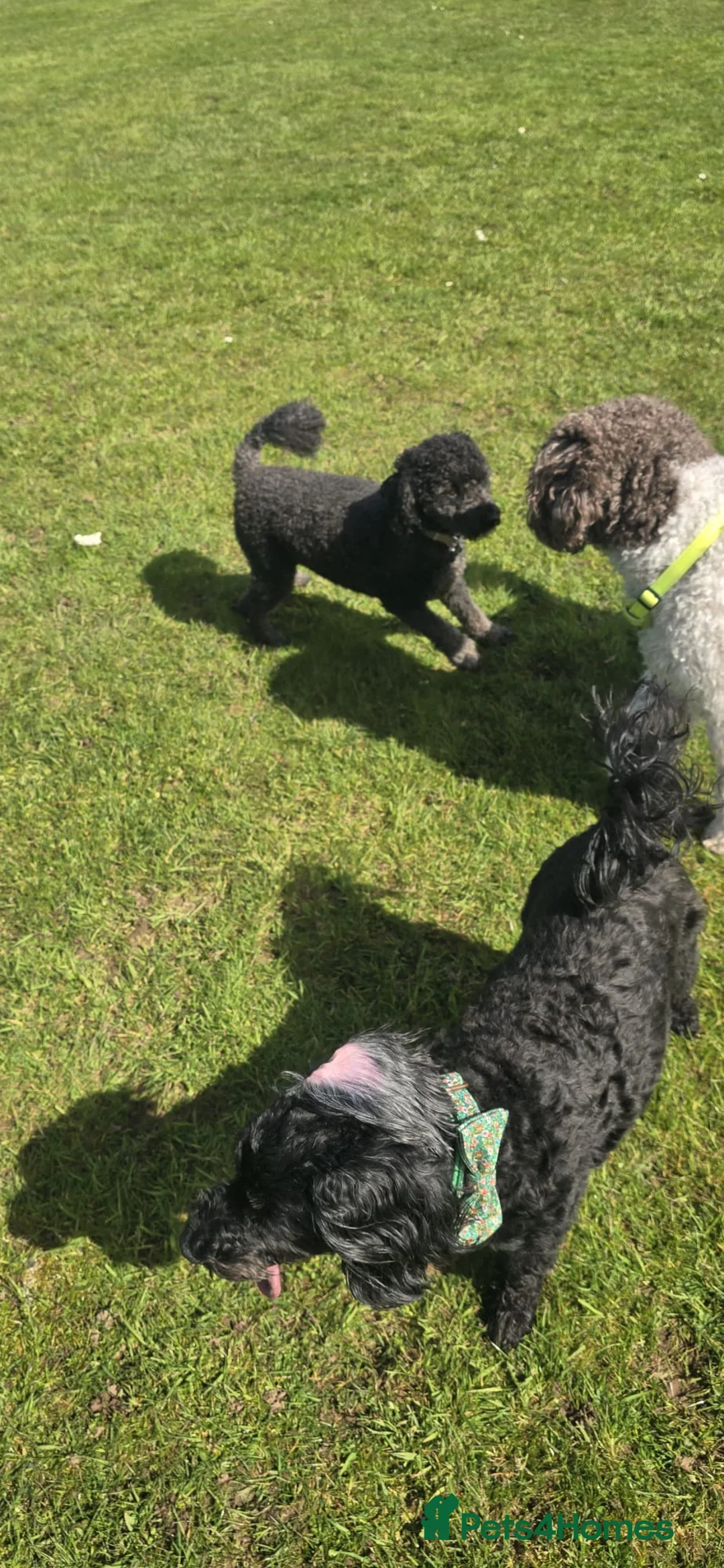 Miniature Poodle dogs for sale: Loving Home Needed for Cooper - Advert 2