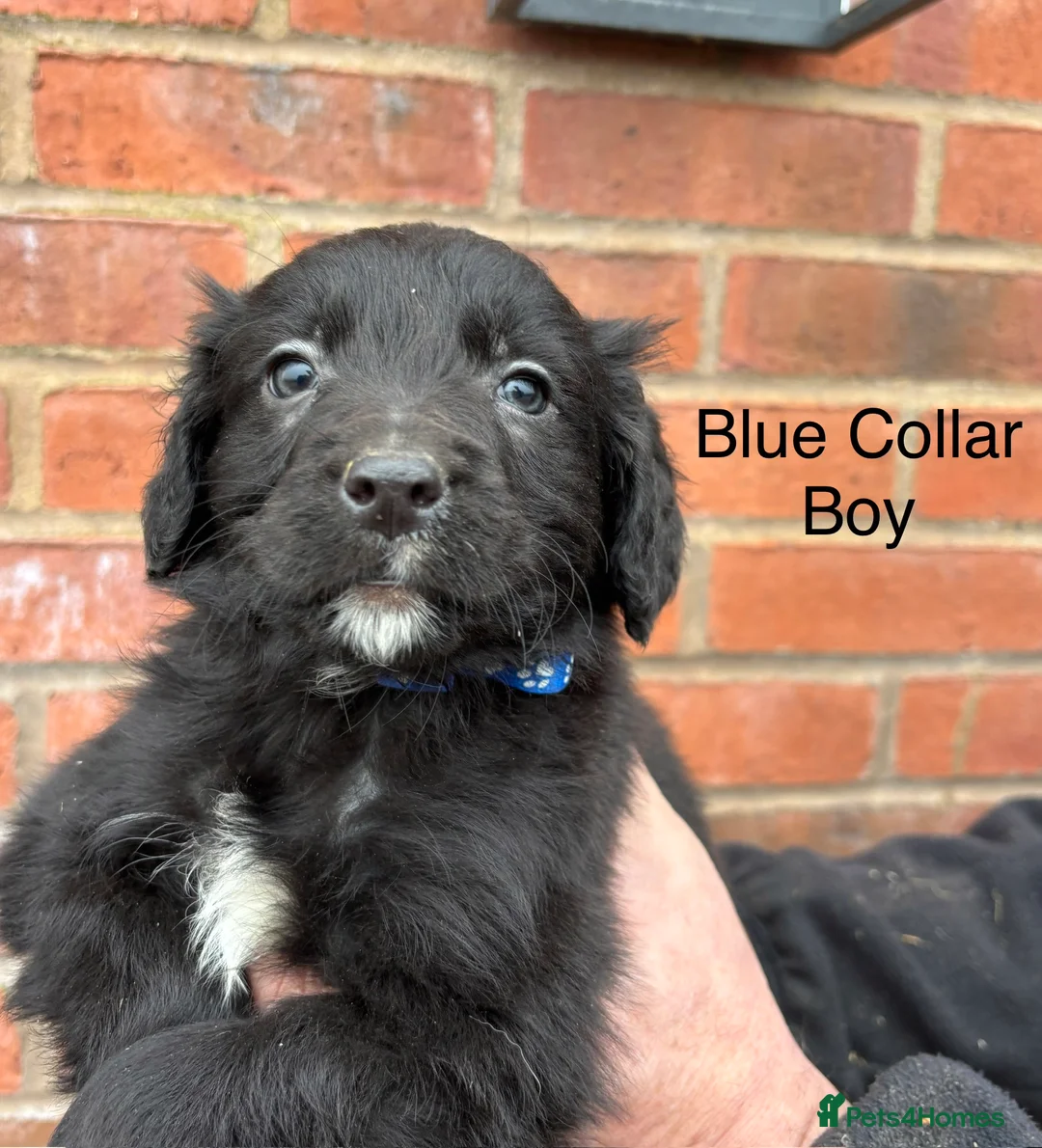 Mixed Breed dogs for sale: Cocker X Collie Puppies - Advert 13
