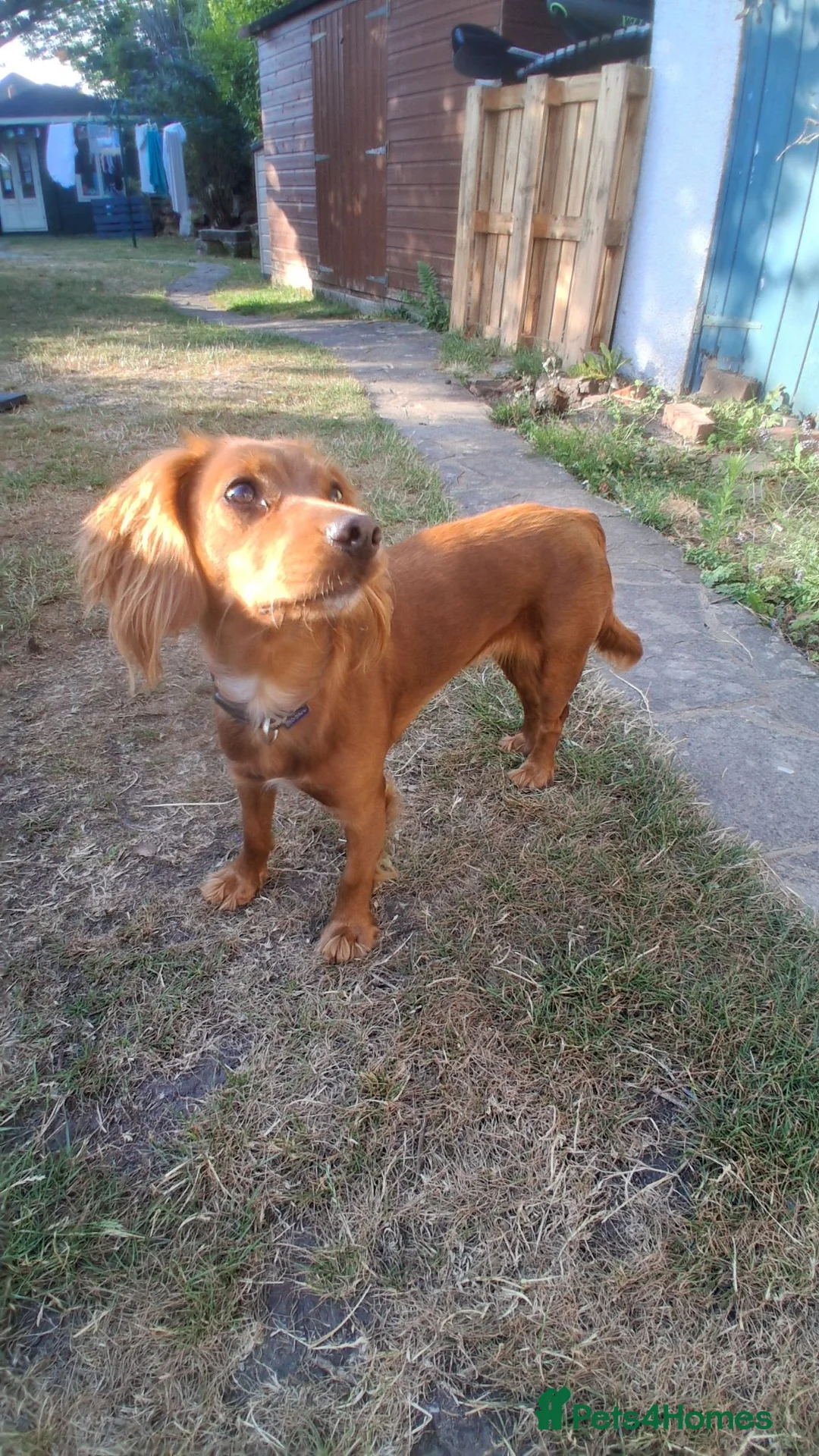 Cocker Spaniel dogs for sale: Red Cocker Spaniel Puppy in Bournemouth - Advert 1