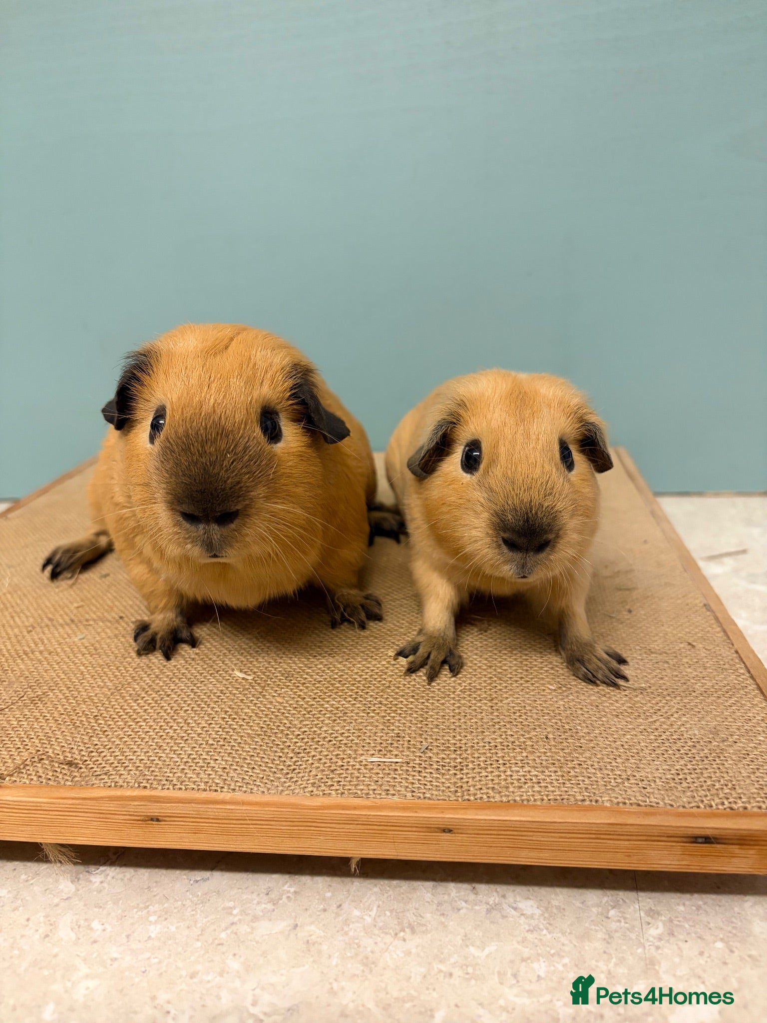 Guinea Pig rodents Male Californian pair looking for a home - Advert 1