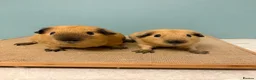 Guinea Pig rodents for sale: Male Californian pair looking for a home - Advert 1