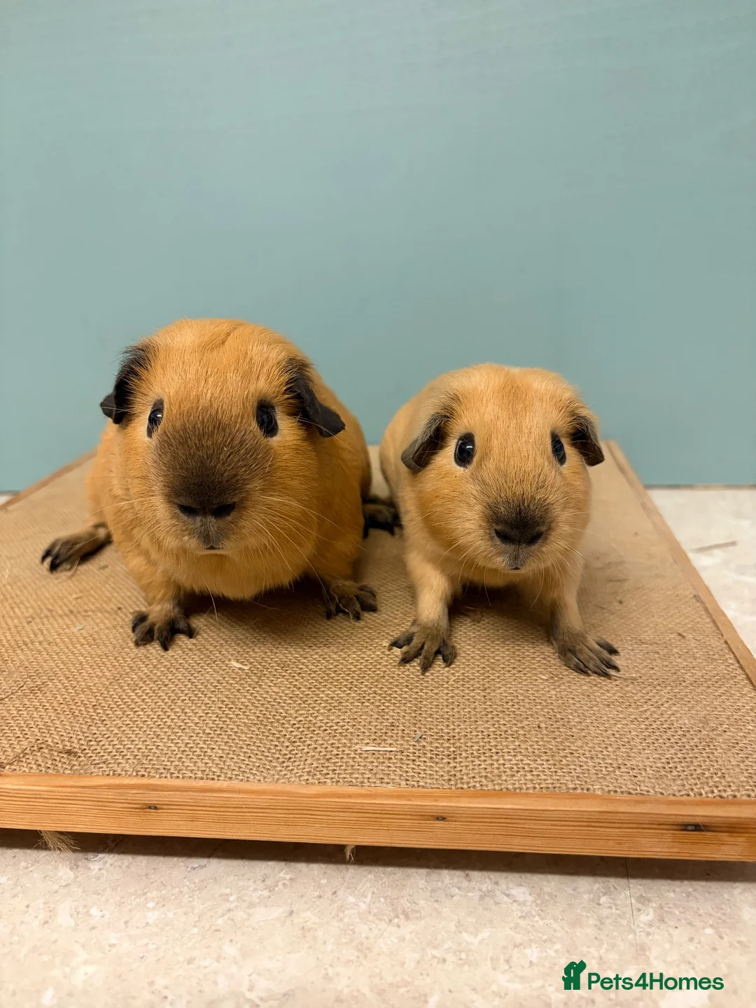 Guinea Pig rodents for sale: Male Californian pair looking for a home - Advert 1