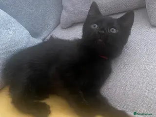 Mixed Breed cats Beautiful Kittens – 1 boy and 1 girl 🐾 - Advert 18