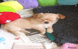 Chihuahua dogs for sale: Stunning Babies looking for forever 5* homes - Image 2