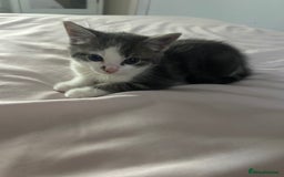 Mixed Breed cats for sale: Male kitten for sale..8 weeks old xx - Image 4