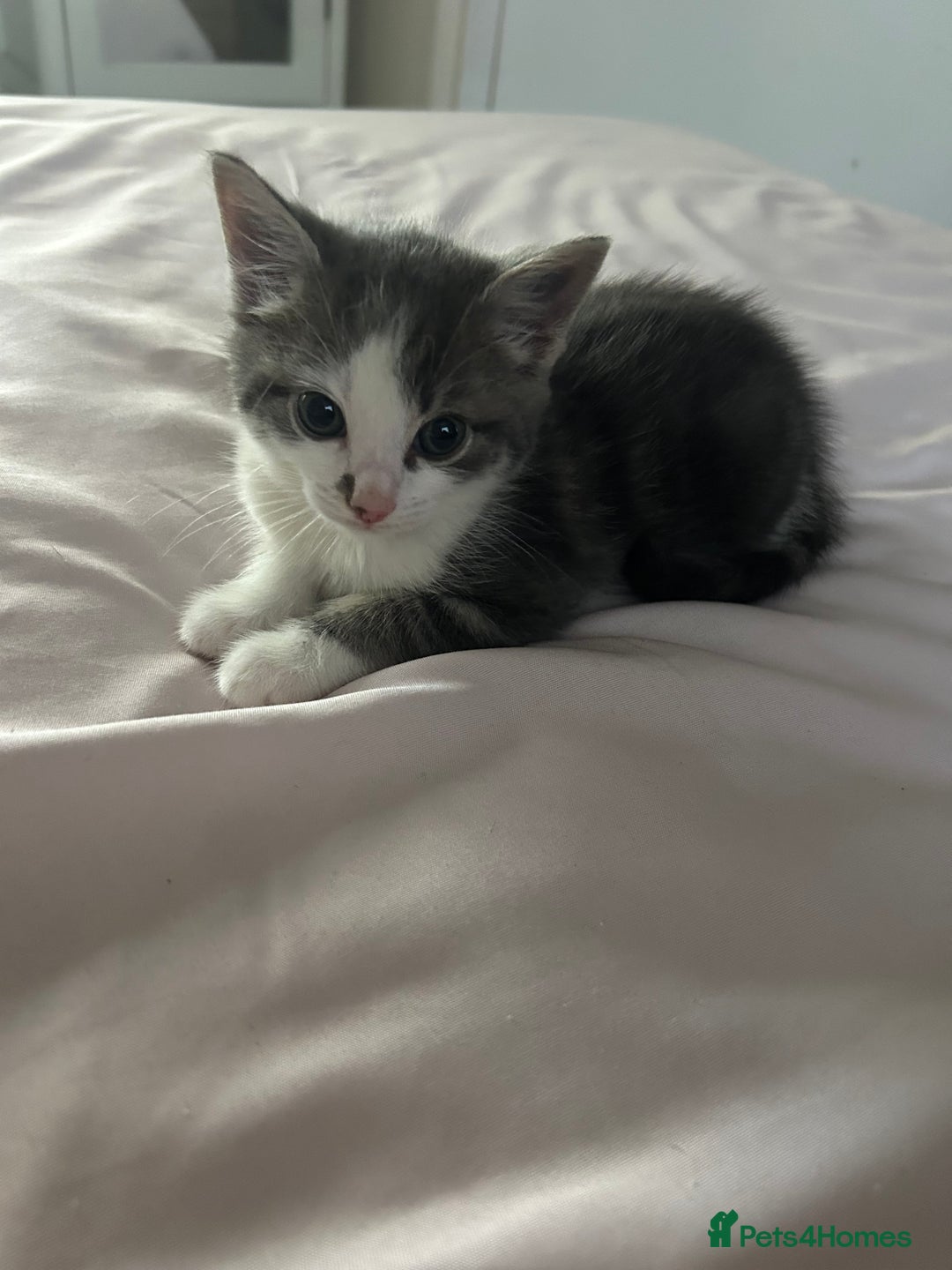 Mixed Breed cats for sale: Male kitten for sale..8 weeks old xx - Image 4