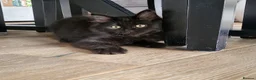 Mixed Breed cats for sale: Beautiful Maine Coon x Ragdoll Kittens for Sale - Advert 19