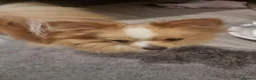 Pomeranian dogs for sale: Beautiful Tan Fox-Face Pomeranian Girls - Advert 15
