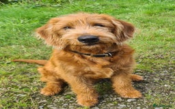 Labradoodle dogs for sale: Fox Red Labradoodles. 4 boys 3 girls  - Image 21
